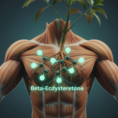 Ecdisterona: Ganho Muscular Natural e Seguro